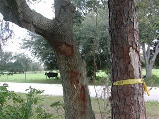 4124 North Fort Christmas Road, Christmas FL 32709