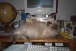Baby Kitty working(?) on the computer