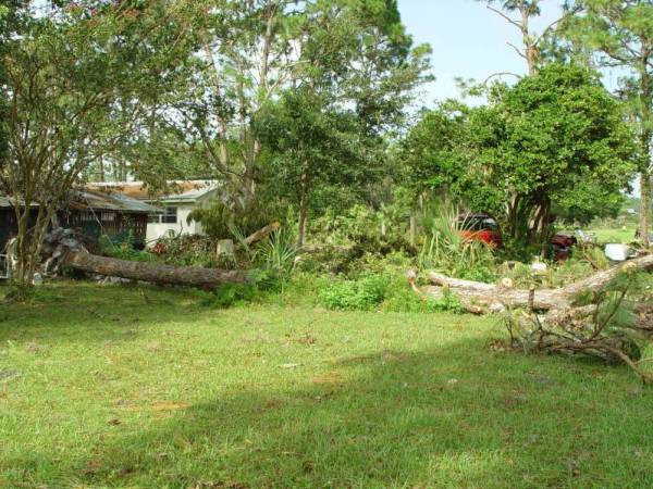 View of Pine Tree that fell toward Left Front Corner of House